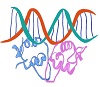 Transcription Factor