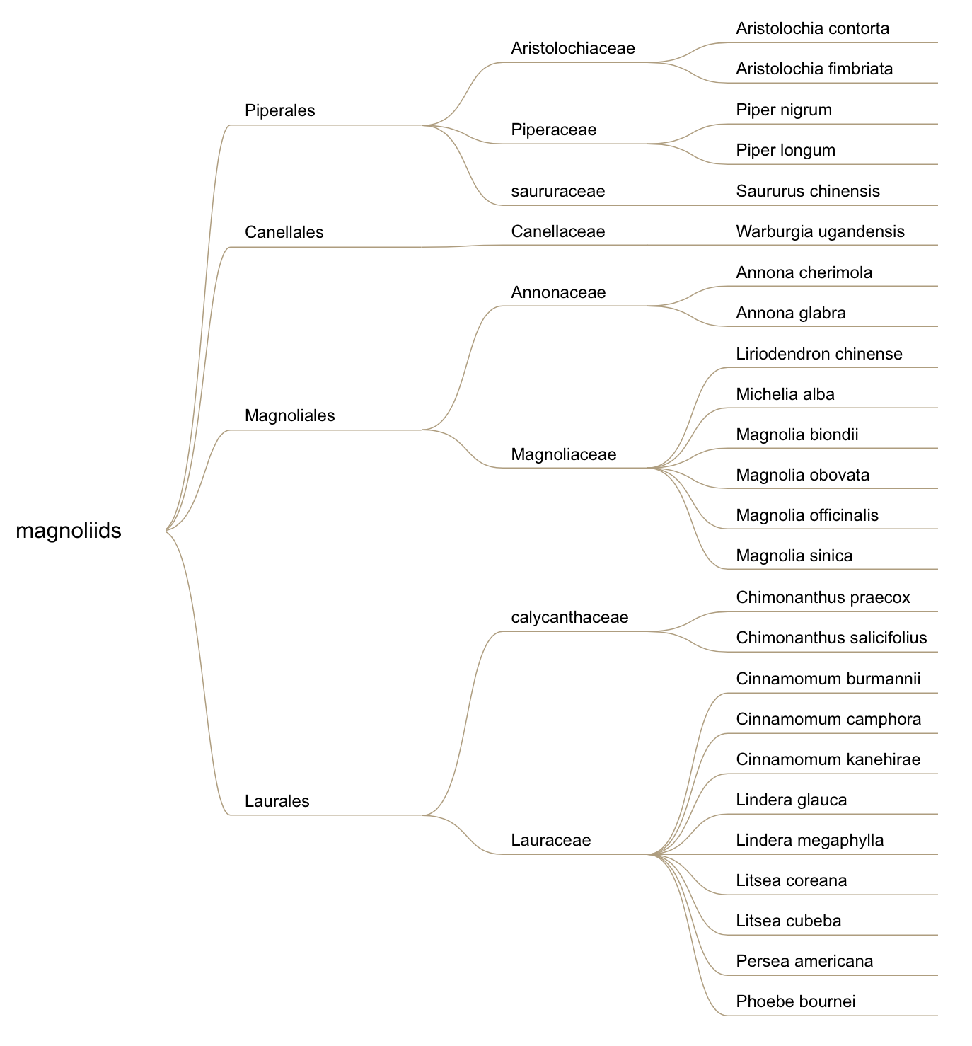 Magnoliids Image